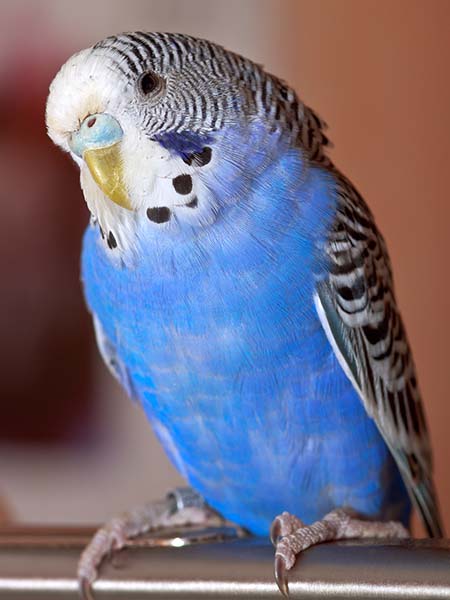 Blue Parakeet Color